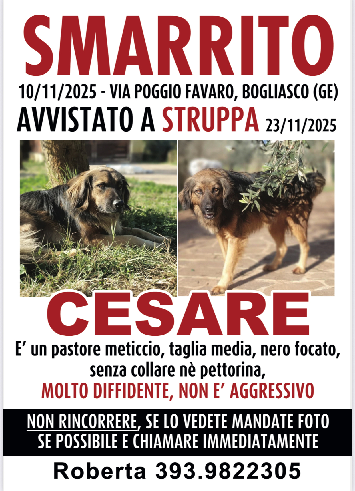 Sì è smarrito Cesare, appello per ritrovare il cane meticcio