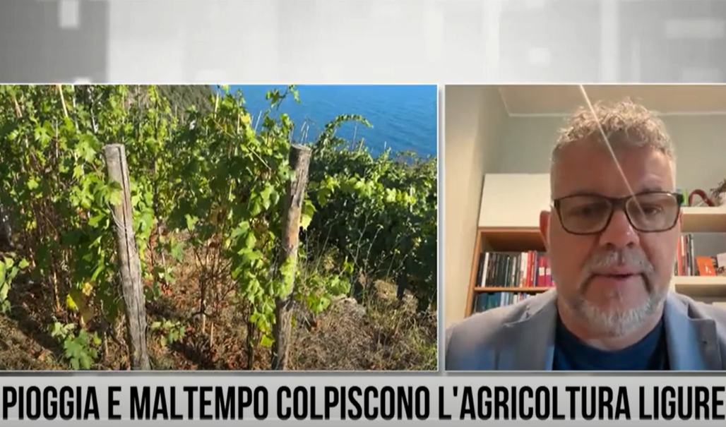 Il maltempo mette in ginocchio viti e ulivi della Liguria