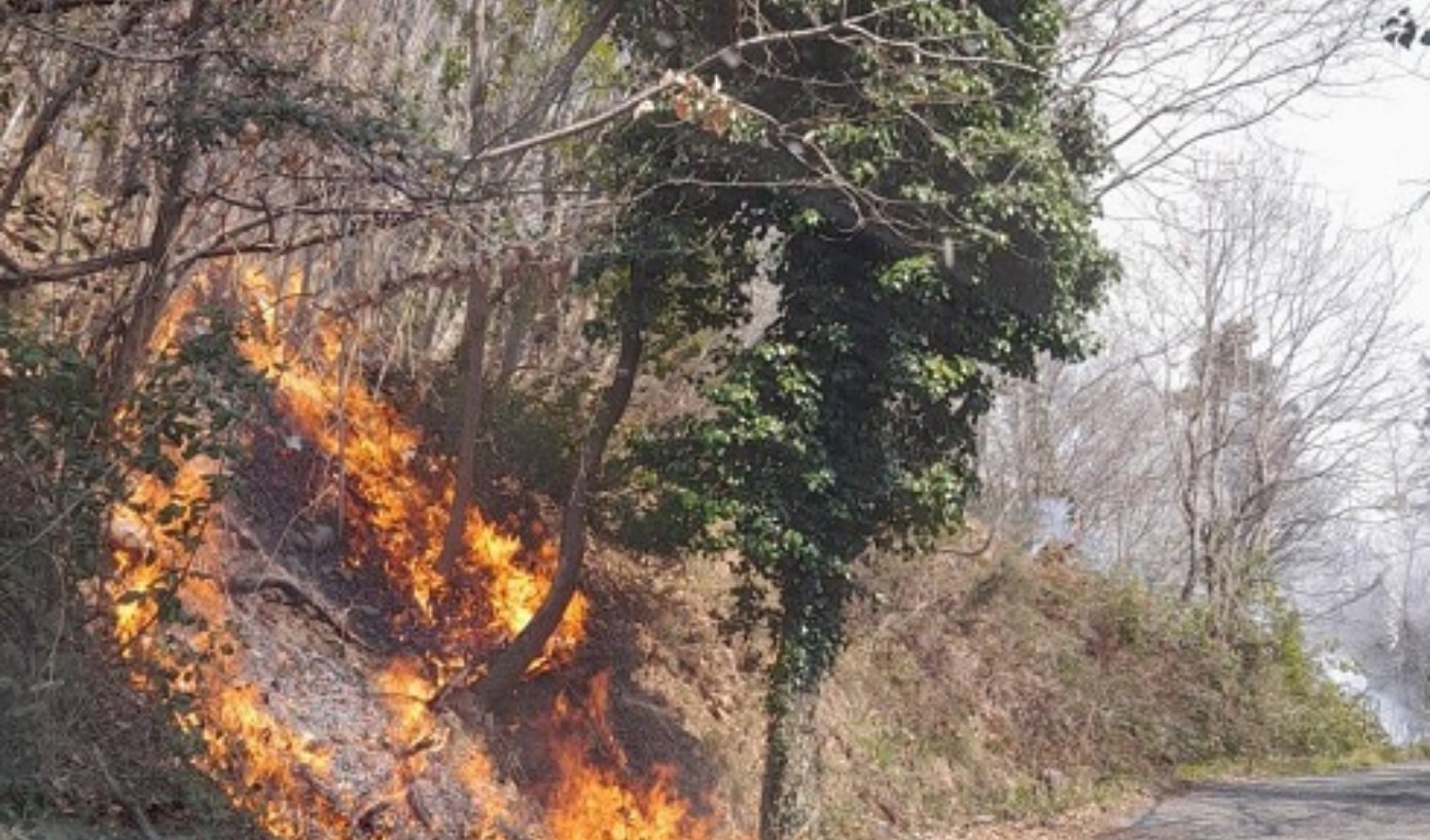 Baracca prende fuoco, le fiamme raggiungono gli alberi: l'intervento dei vigili del fuoco