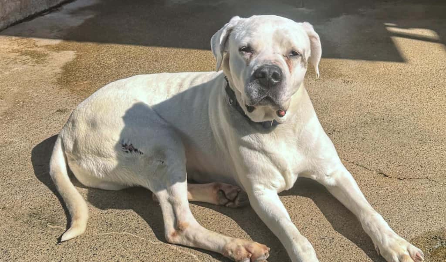 Dal canile l'appello per l'adozione del cuore di Ion. Non ha tanto tempo da vivere