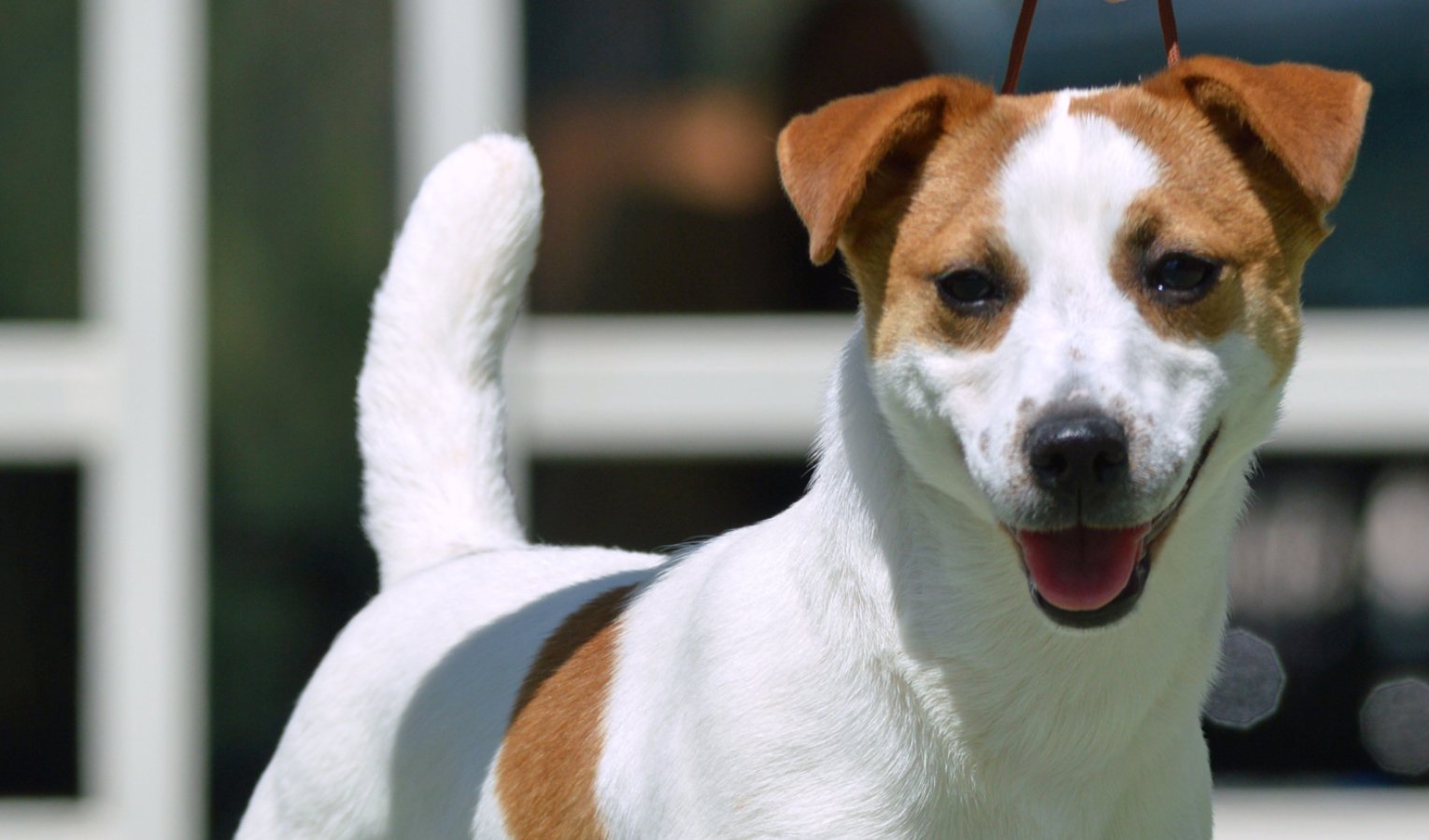 Salvati due cagnolini bloccati nel bagagliaio di un'auto