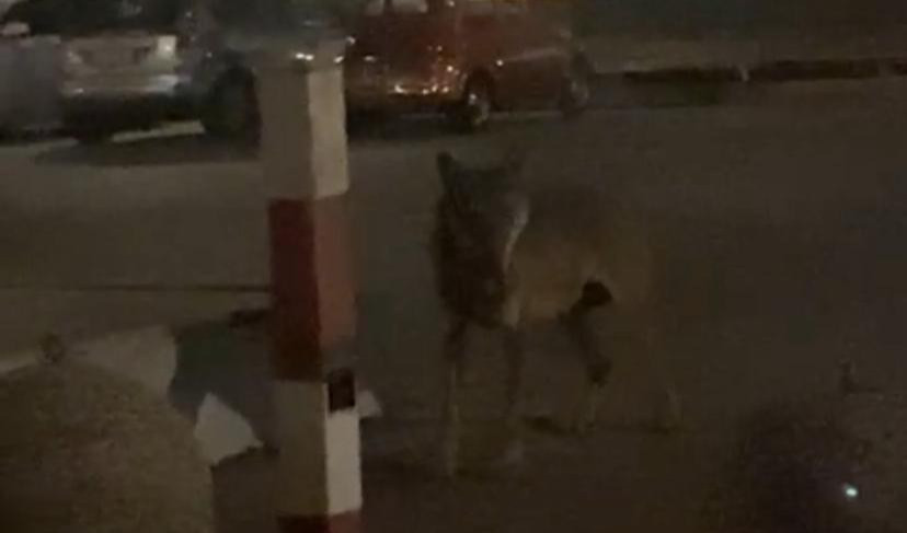 Camporosso, filmato lupo ' a passeggio ' in via De Gasperi