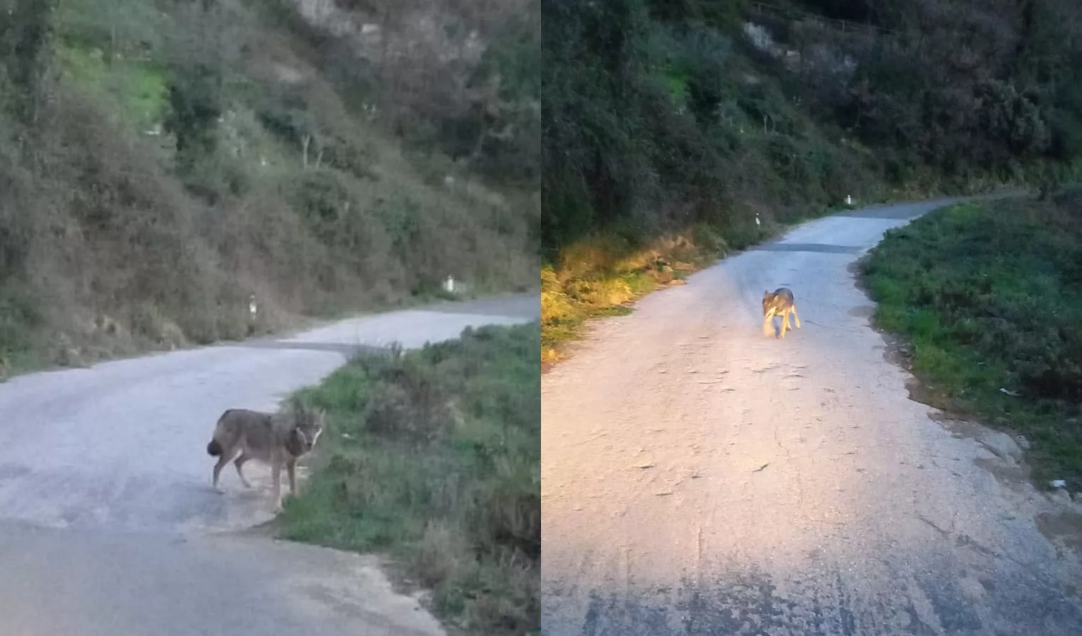 Emergenza Lupi, Vaccarezza: "Sempre Più Nei Centri Abitati, Situazione ...