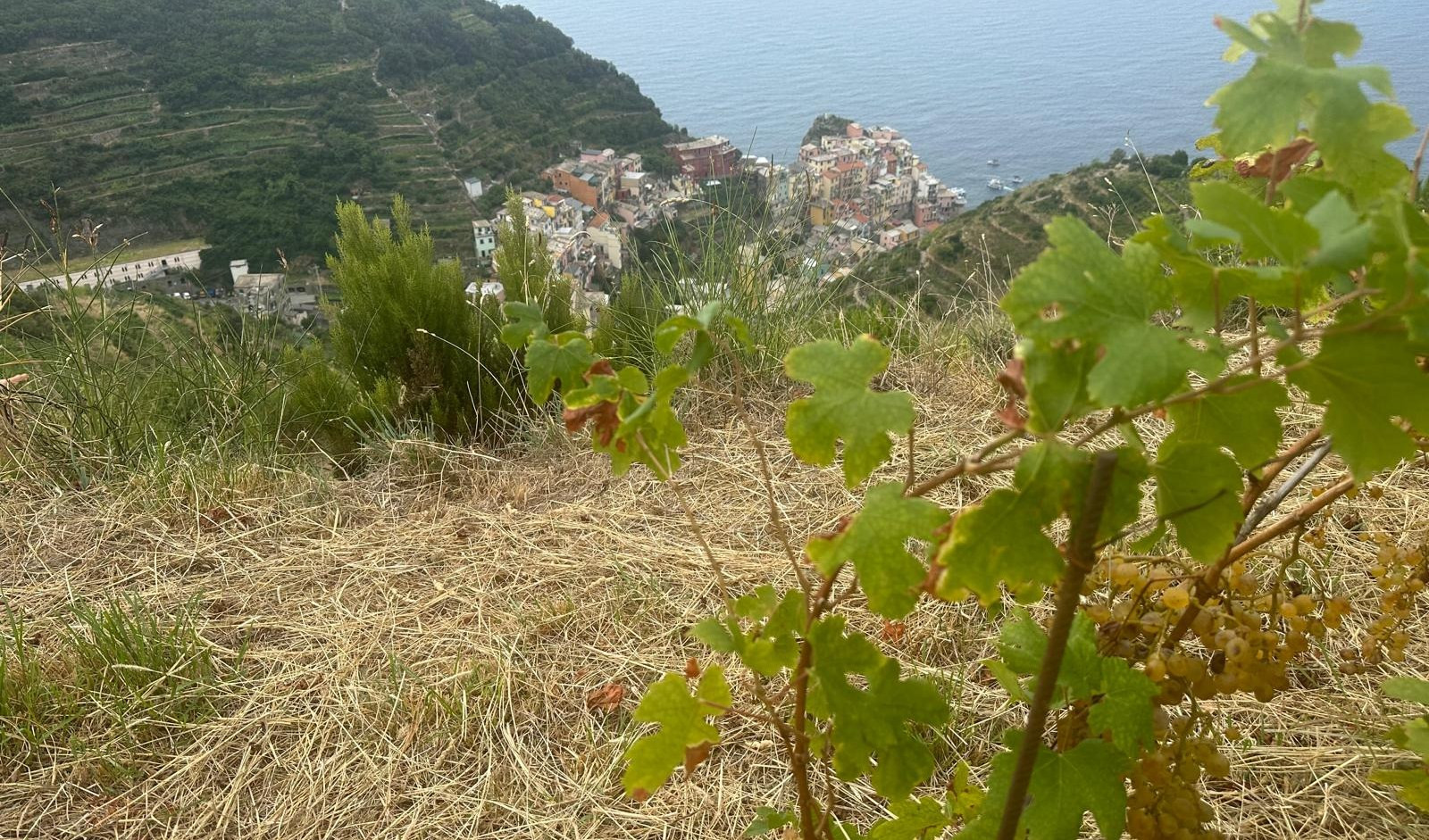 Vendemmia iniziata, viaggio alle Cinque terre: 