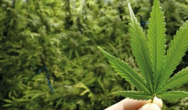 Genova, piante di marijuana sul terrazzo: denunciata 55enne