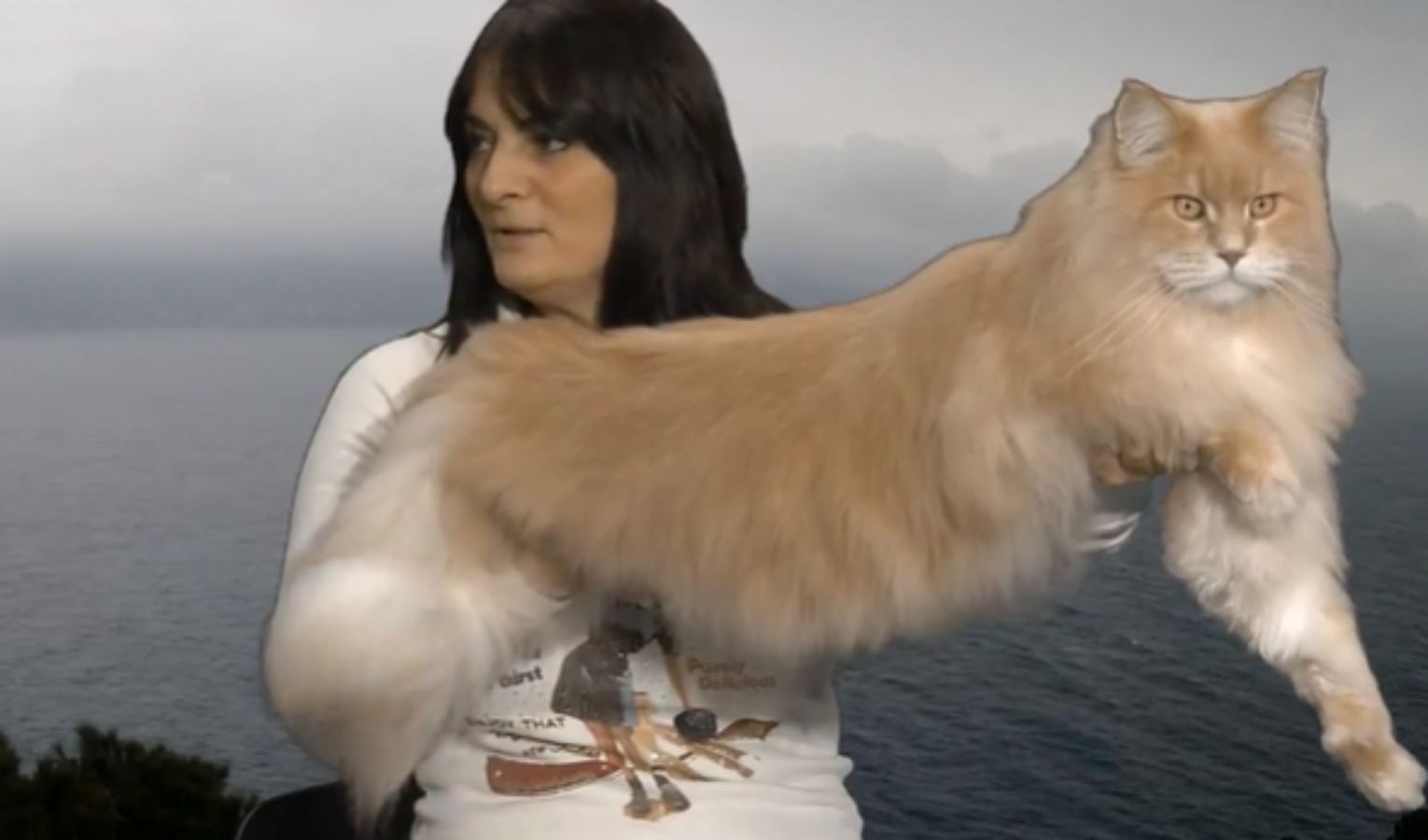 Worldcat, torna la mostra felina di Genova: nello studio di Primocanale due dei protagonisti