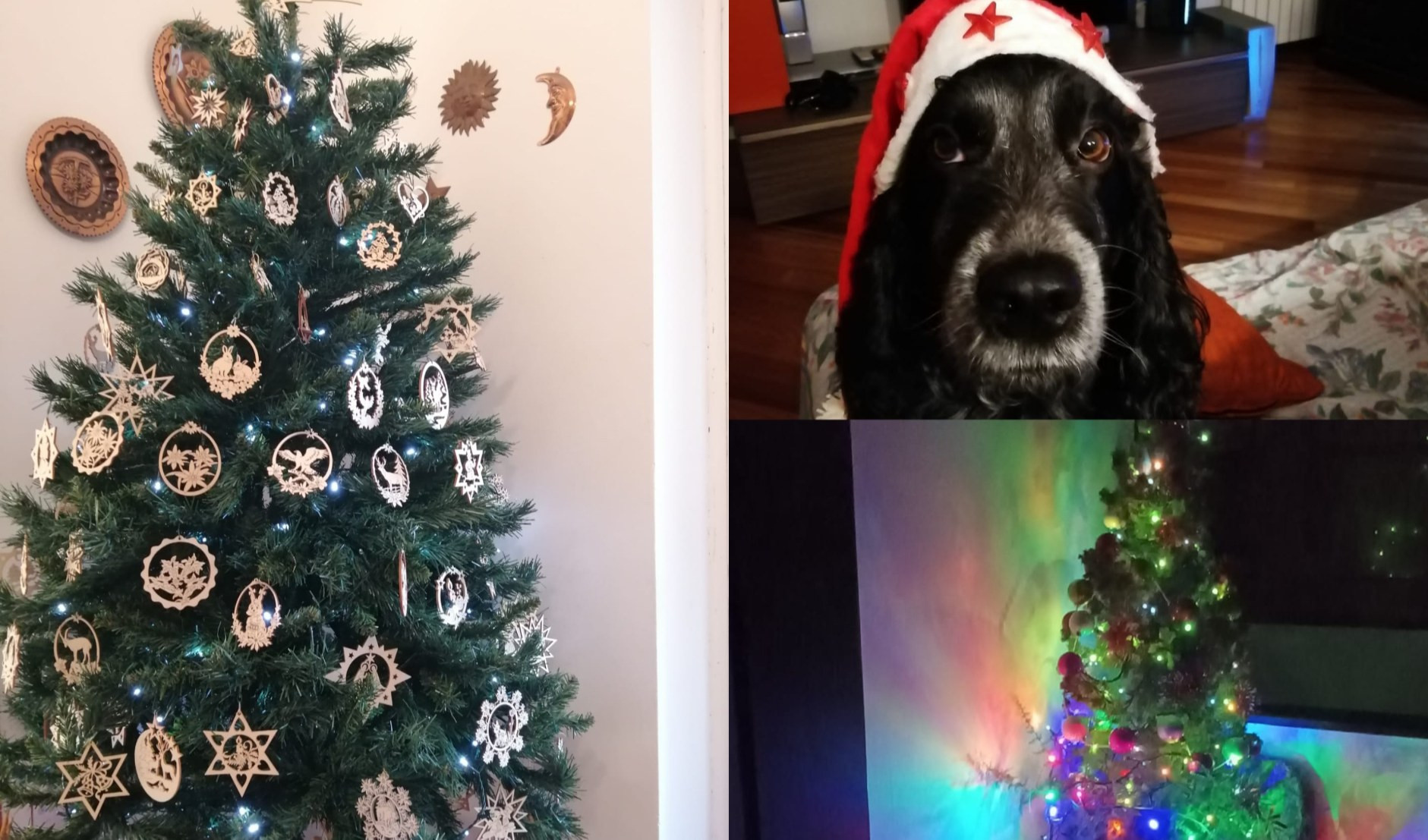 I vostri auguri di Natale, tra alberi, pranzi e animali in versione 'elfo'