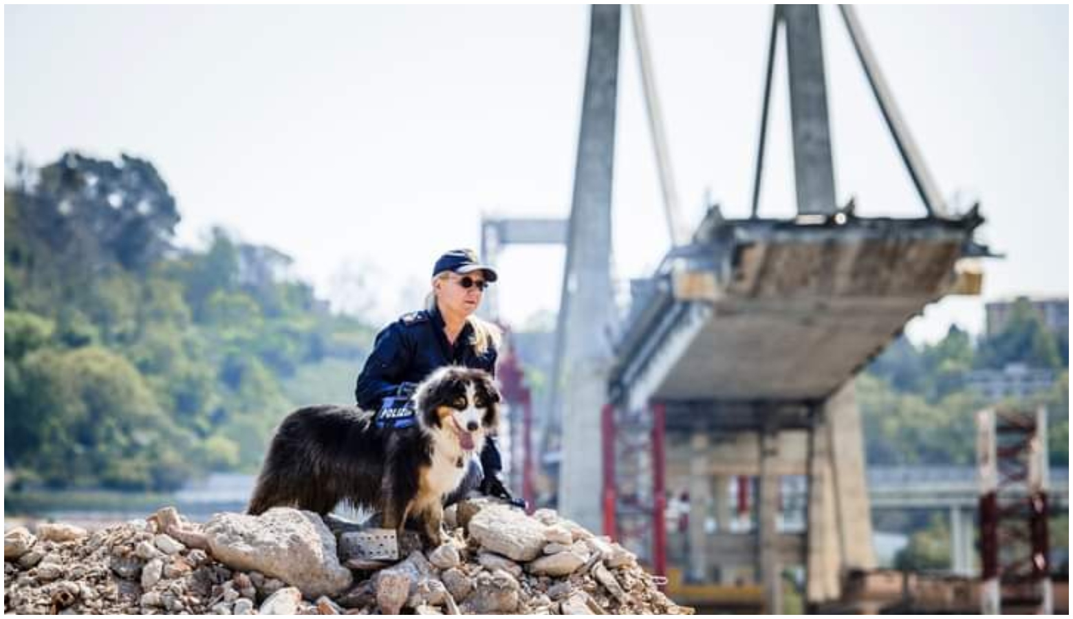 Morto Night spirit, il cane della polizia eroe del Ponte Morandi