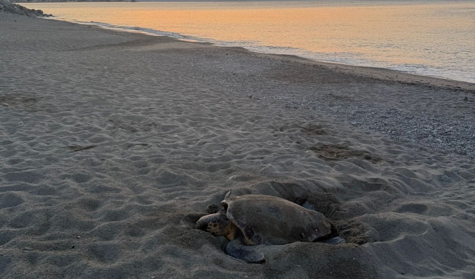 Scoperto nuovo nido di tartaruga marina in Liguria, la mappa: quanti e dove sono