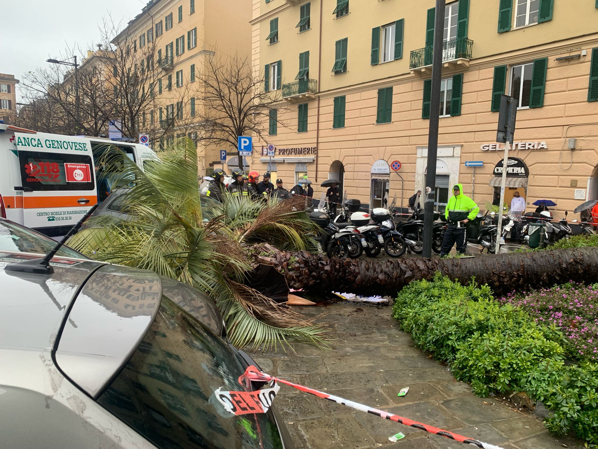 Morta schiacciata da una palma, Aster: 