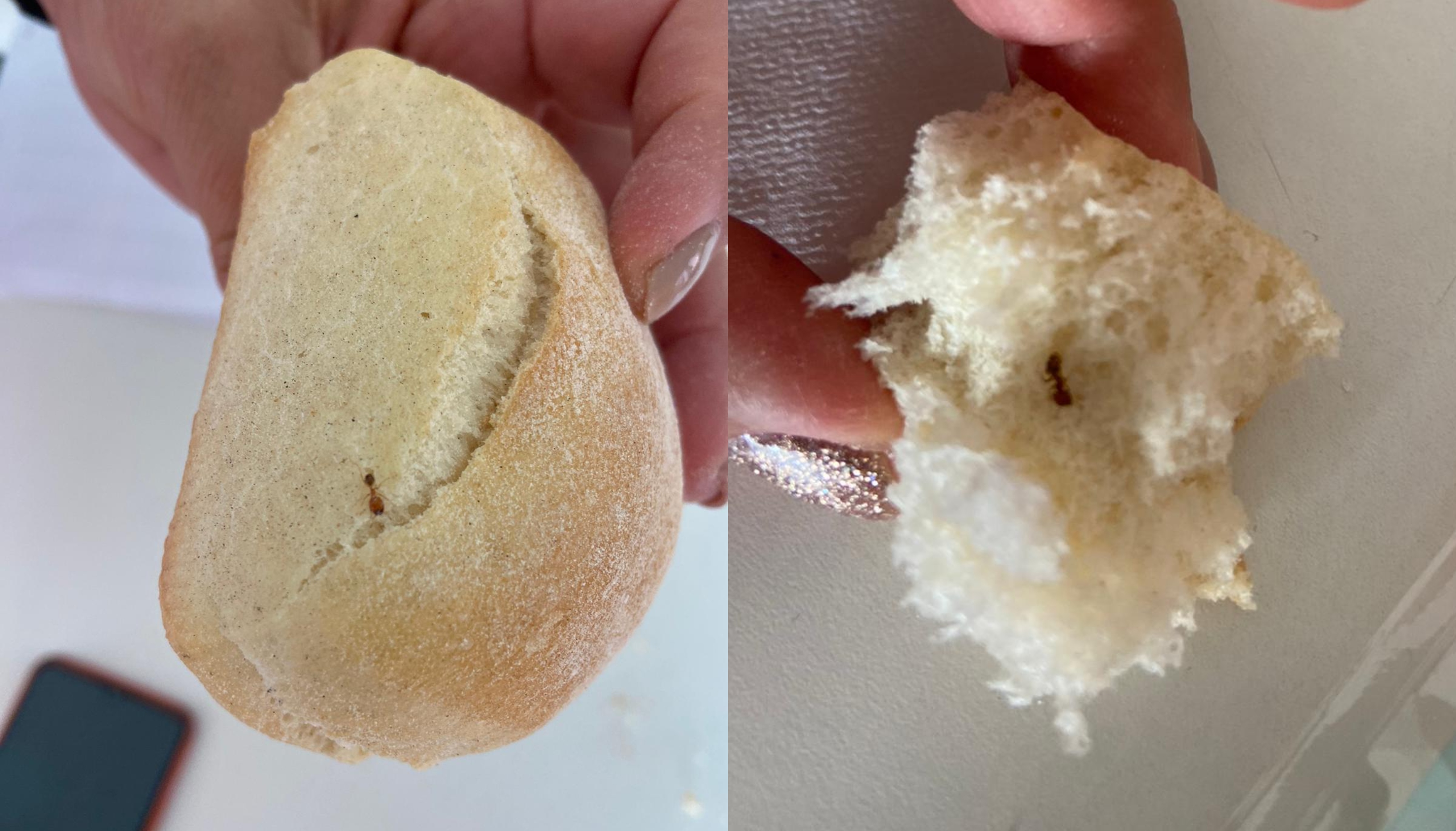 Formiche nel pane a scuola, i genitori denunciano: