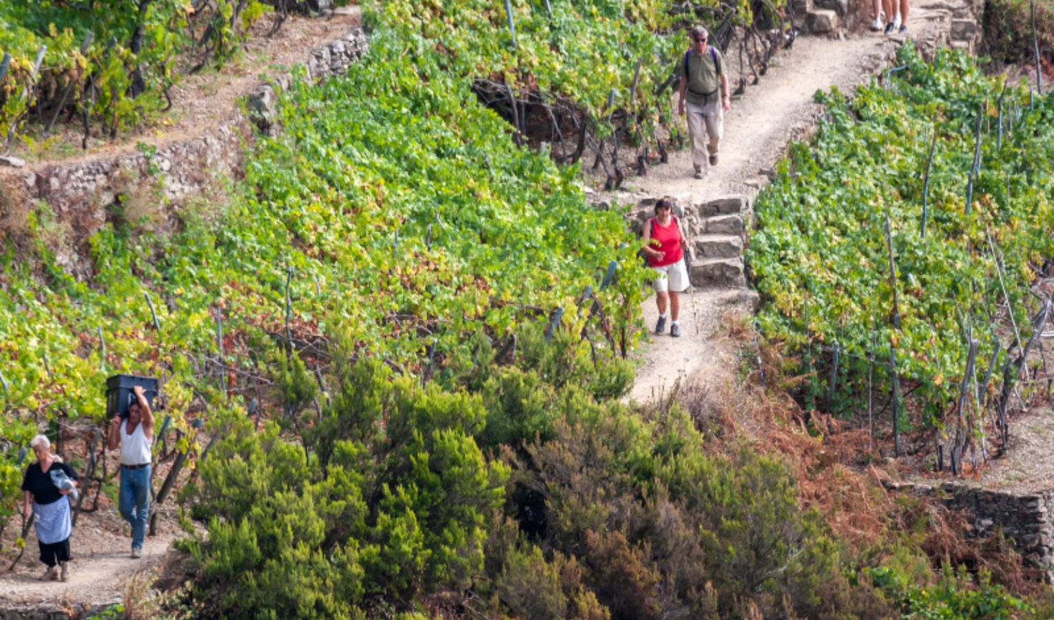 Il Parco delle Cinque Terre dice 