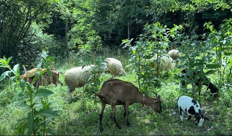 Dalla Regione un milione per gli allevatori custodi della agro-biodiversità