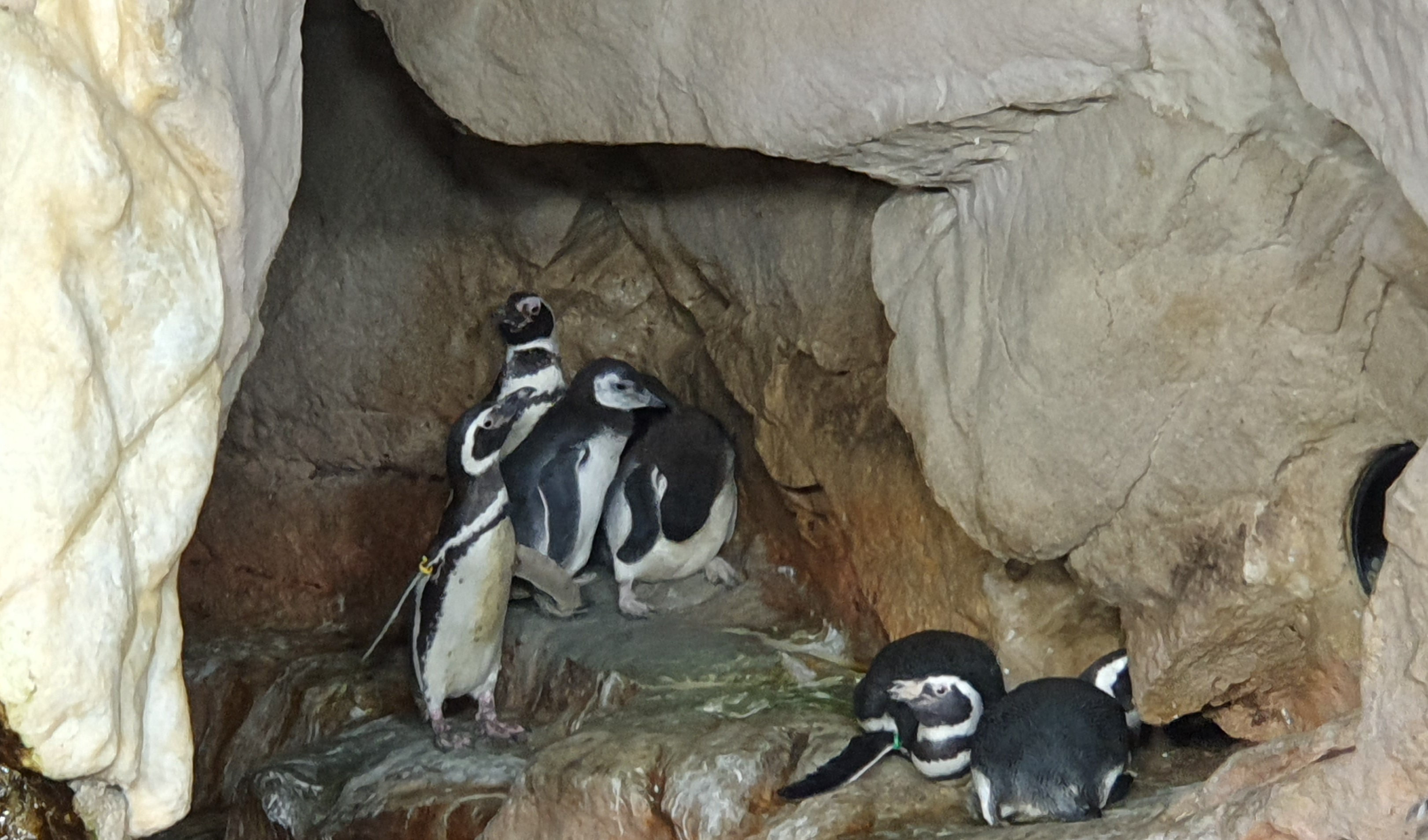 Acquario di Genova, nati due nuovi pinguini di Magellano