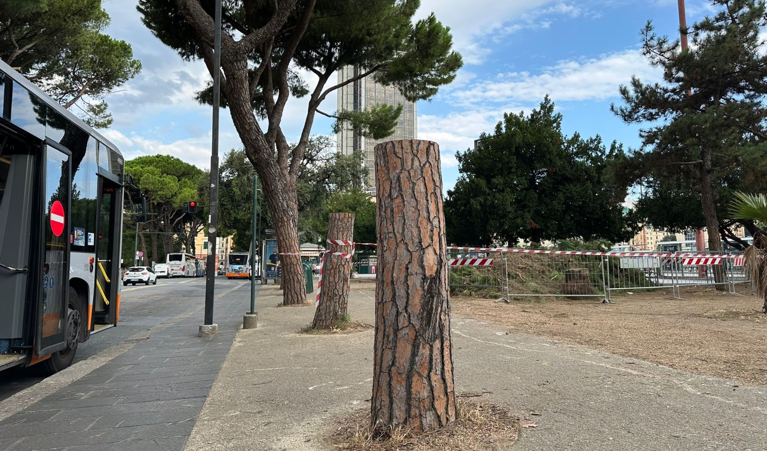 Pini di Brignole, abbattuti i primi quattro alberi 