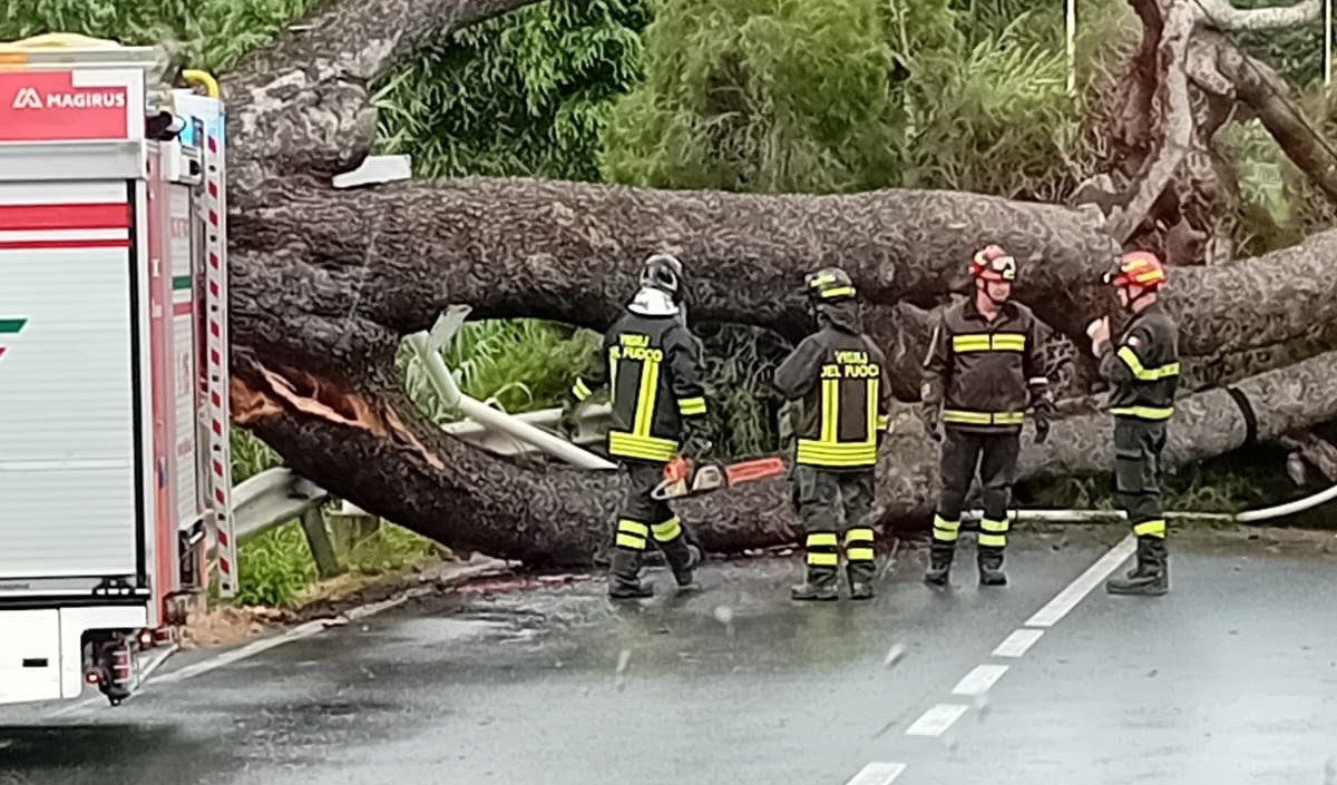 A Riva Ligure un pino marittimo cade sulla Aurelia, traffico bloccato