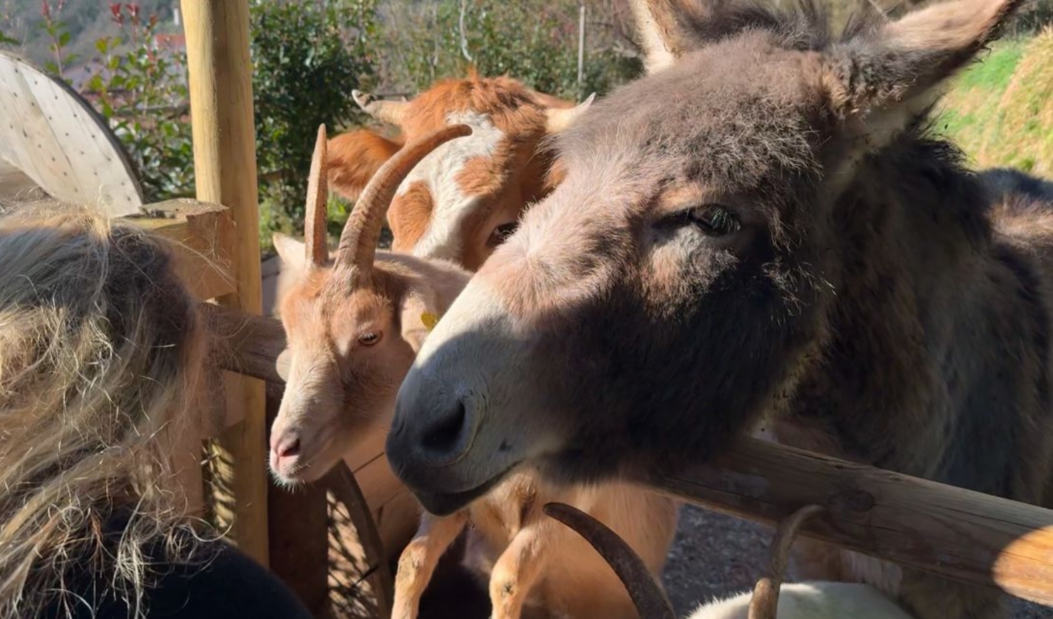 Primocanile, viaggio al rifugio di Lumarzo che salva gli animali rifiutati