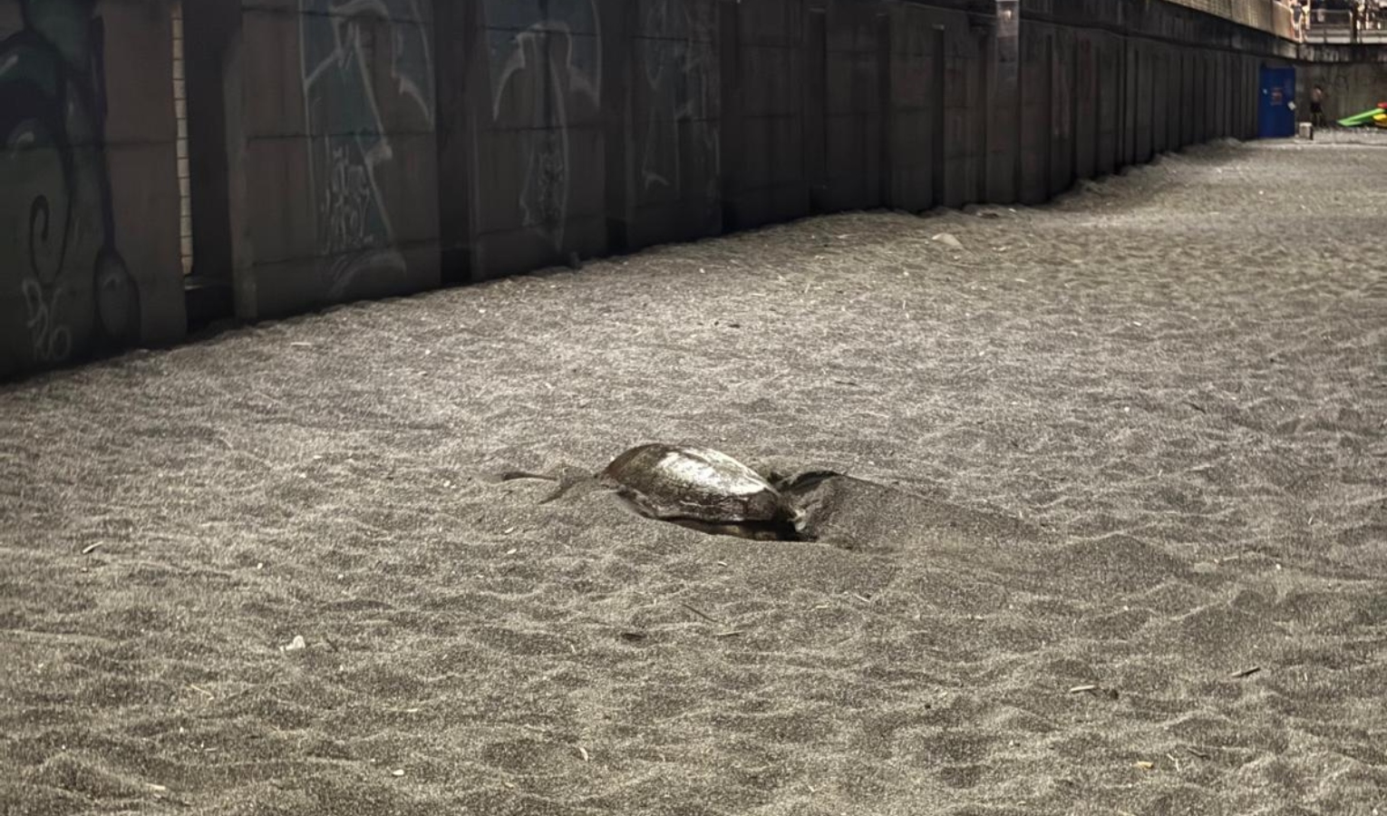 Tartaruga sceglie la spiaggia di Sestri Levante per deporre le uova