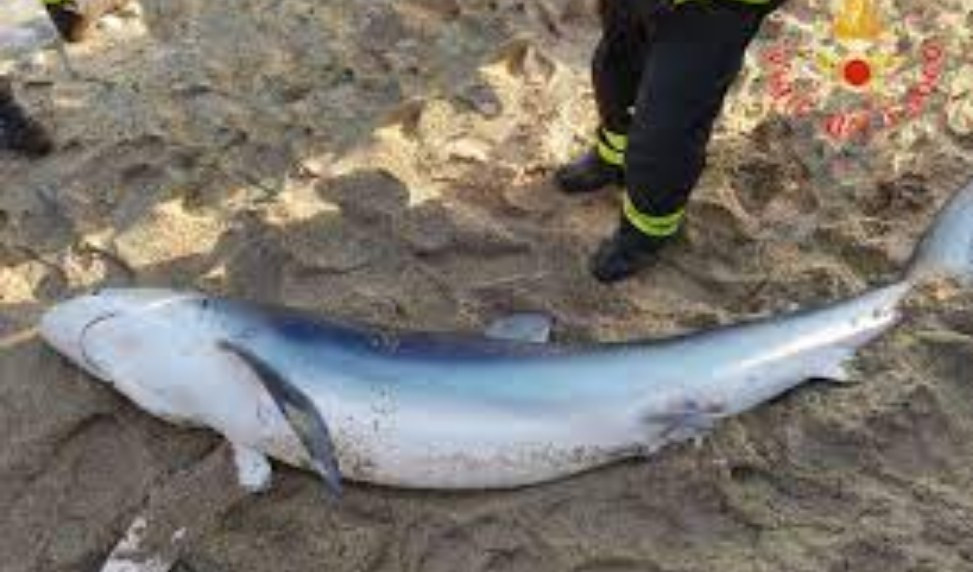 In riva al mare uno squalo verdesca di tre metri: il ritrovamento a Sanremo