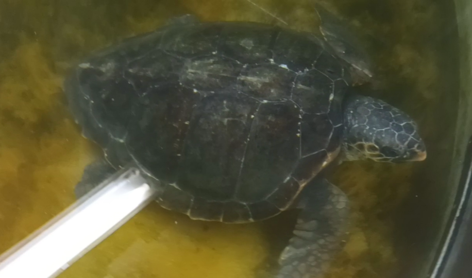 Genova, tartaruga caretta caretta in difficoltà: trasferita all'Acquario