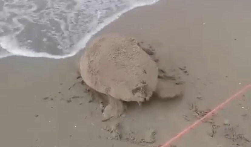 La tartaruga Caretta Caretta si è innamorata del litorale ligure