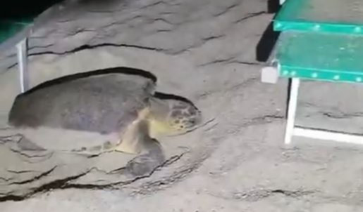 A Finale Ligure il quarto nido della tartaruga Caretta caretta in Liguria