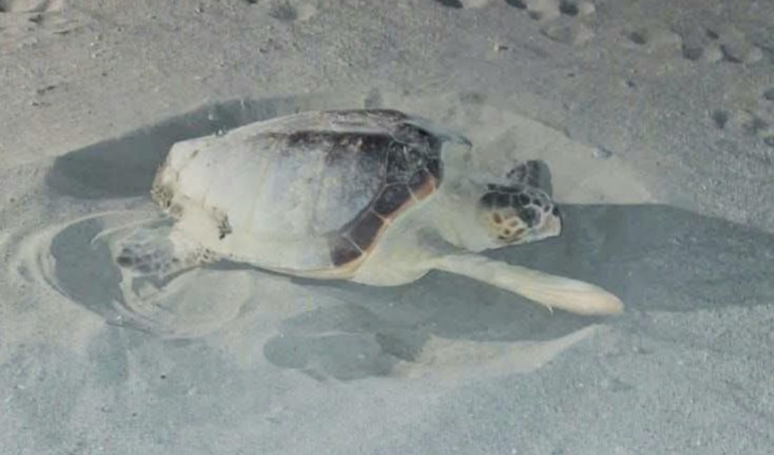 Nuovo nido di tartaruga caretta caretta scoperto sul litorale di Sarzana