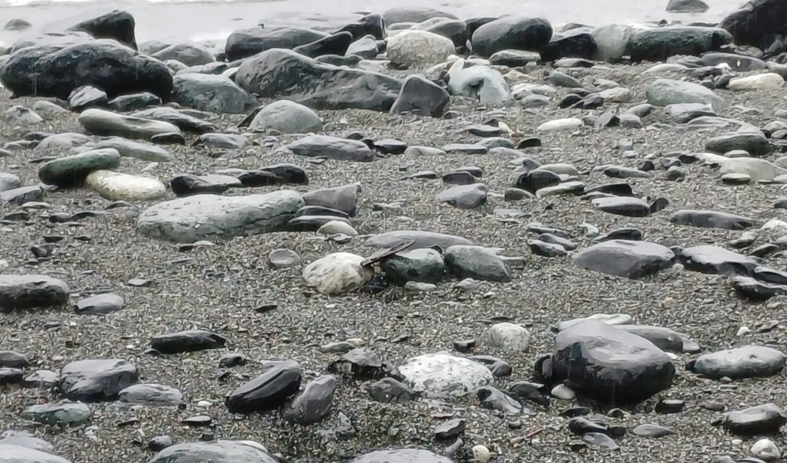 Schiusa nel nido di Varazze: 63 nuove tartarughe fanno il loro ingresso in mare
