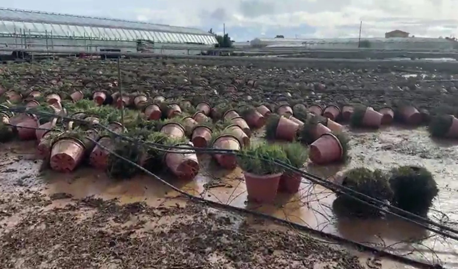 Maltempo, Albenga allagata: i danni alle coltivazioni