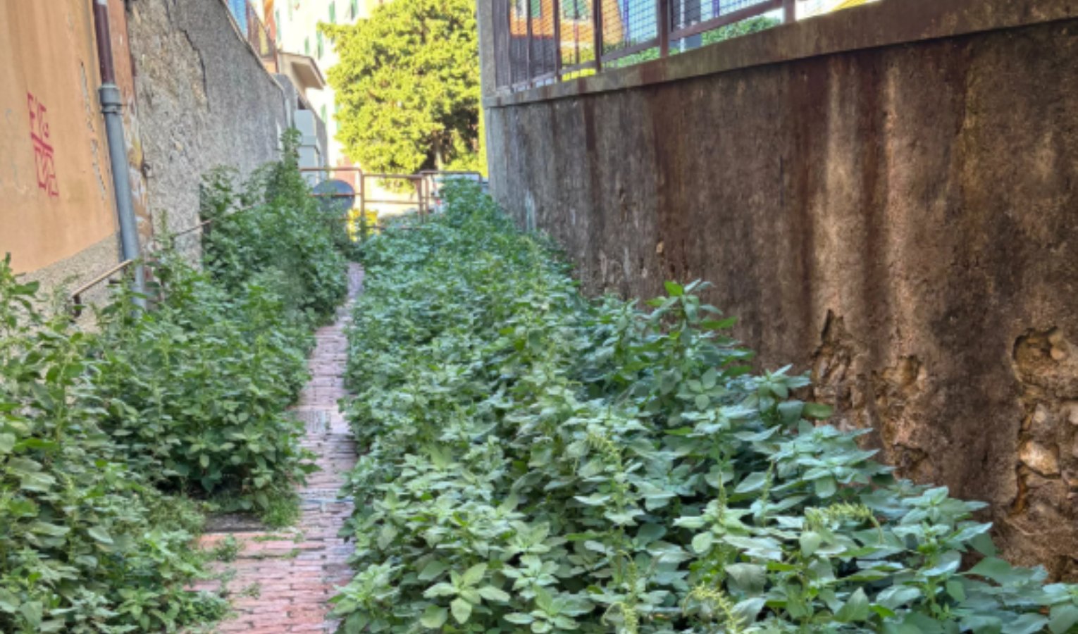 Inchiesta Primocanale, ecco come funziona la gestione del verde a Genova