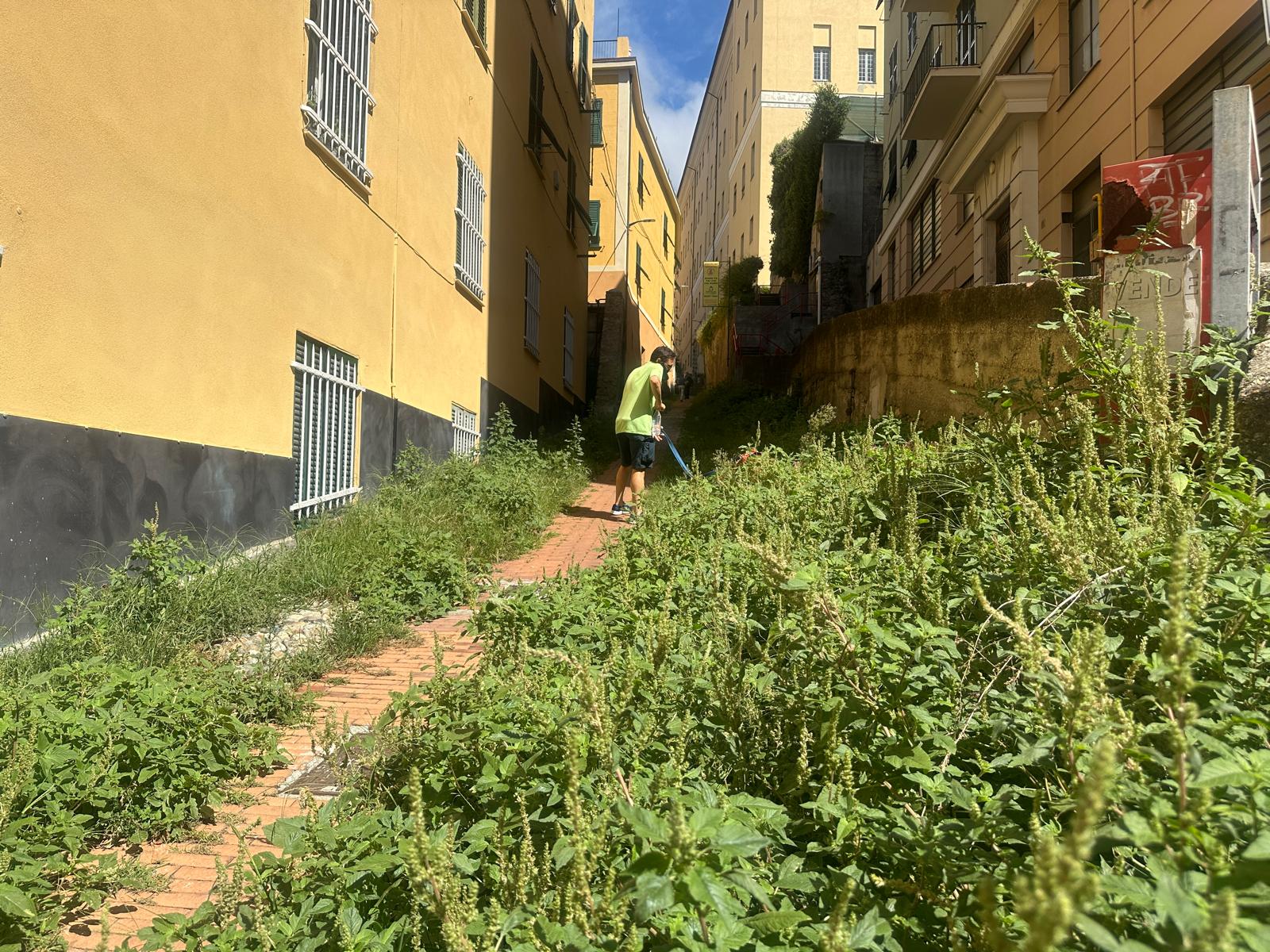 Invasione del verde, l'assessore: