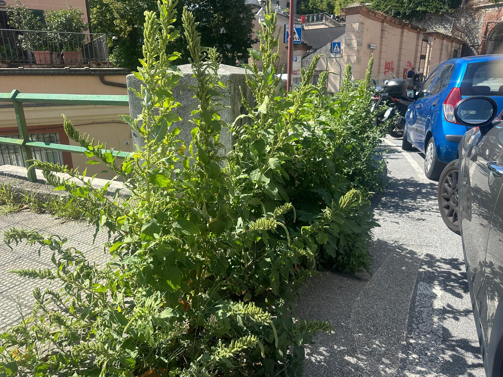 Invasione del verde a Genova: viaggio a tappe nel degrado, l'inchiesta