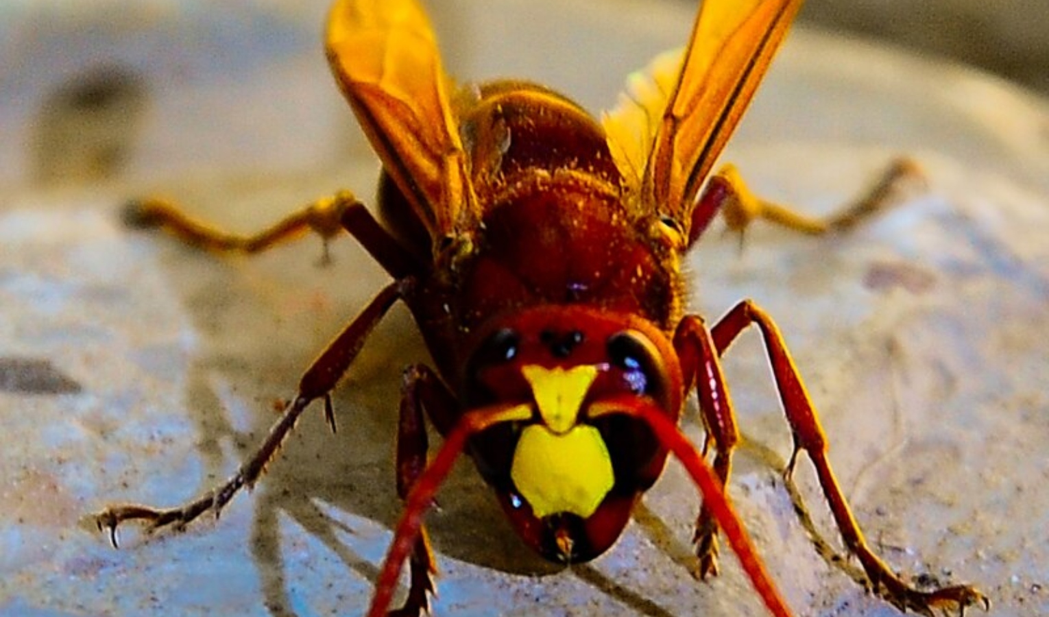 Punto dalle vespe, muore per shock anafilattico