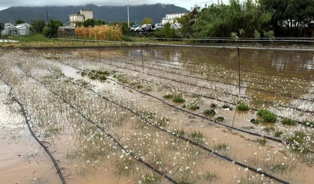 Albenga, serre distrutte e piante spazzate via dalla pioggia: danni per milioni di euro