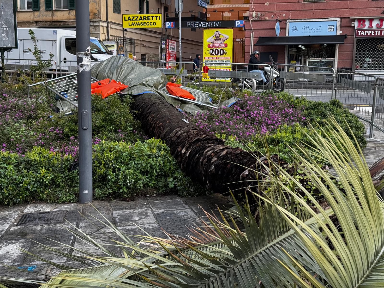 Una palma accasciata a terra