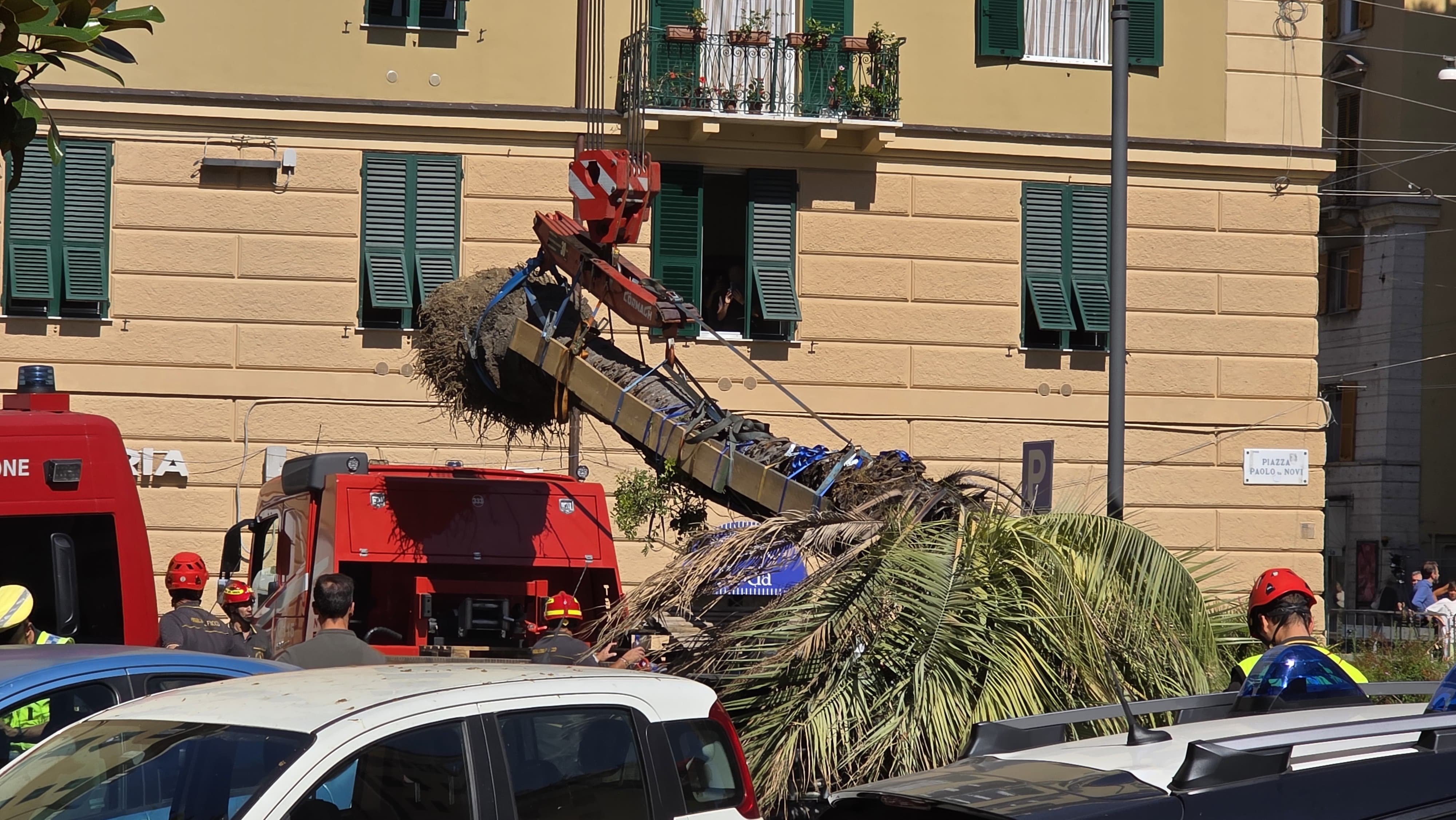 Rimossa la palma che crollando uccise Francesca Testino