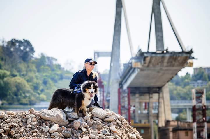 Premio Fedeltà del cane 2025 a Camogli: 64° edizione in memoria di Night Spirit, ecco i finalisti