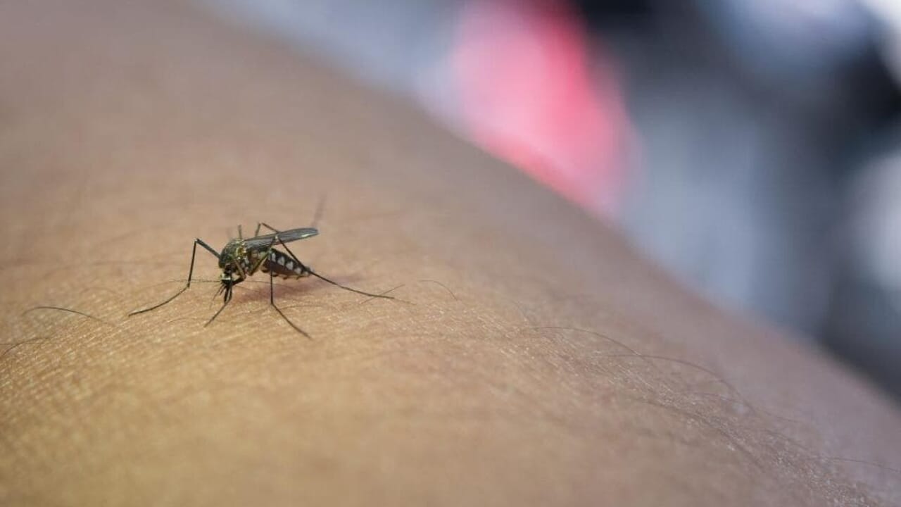 West Nile, da stasera la disinfestazione del cimitero di Staglieno