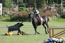 Il Circolo Ippico Scrivia oro ai Nazionali di Cervia