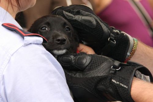 Chiudono cane nel portabagagli per due ore e vanno al ristorante: denunciati