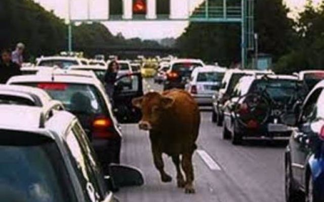 Tir con vitelli si ribalta in A10, riaperta autostrada