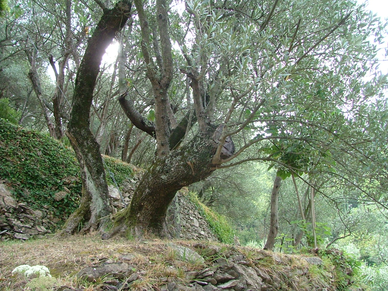 Incontro sulla coltivazione dell'olivo  a Recco