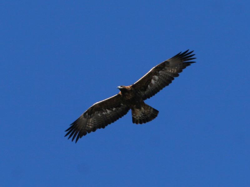 Bracconieri in azione, aquila reale ferita da una fucilata