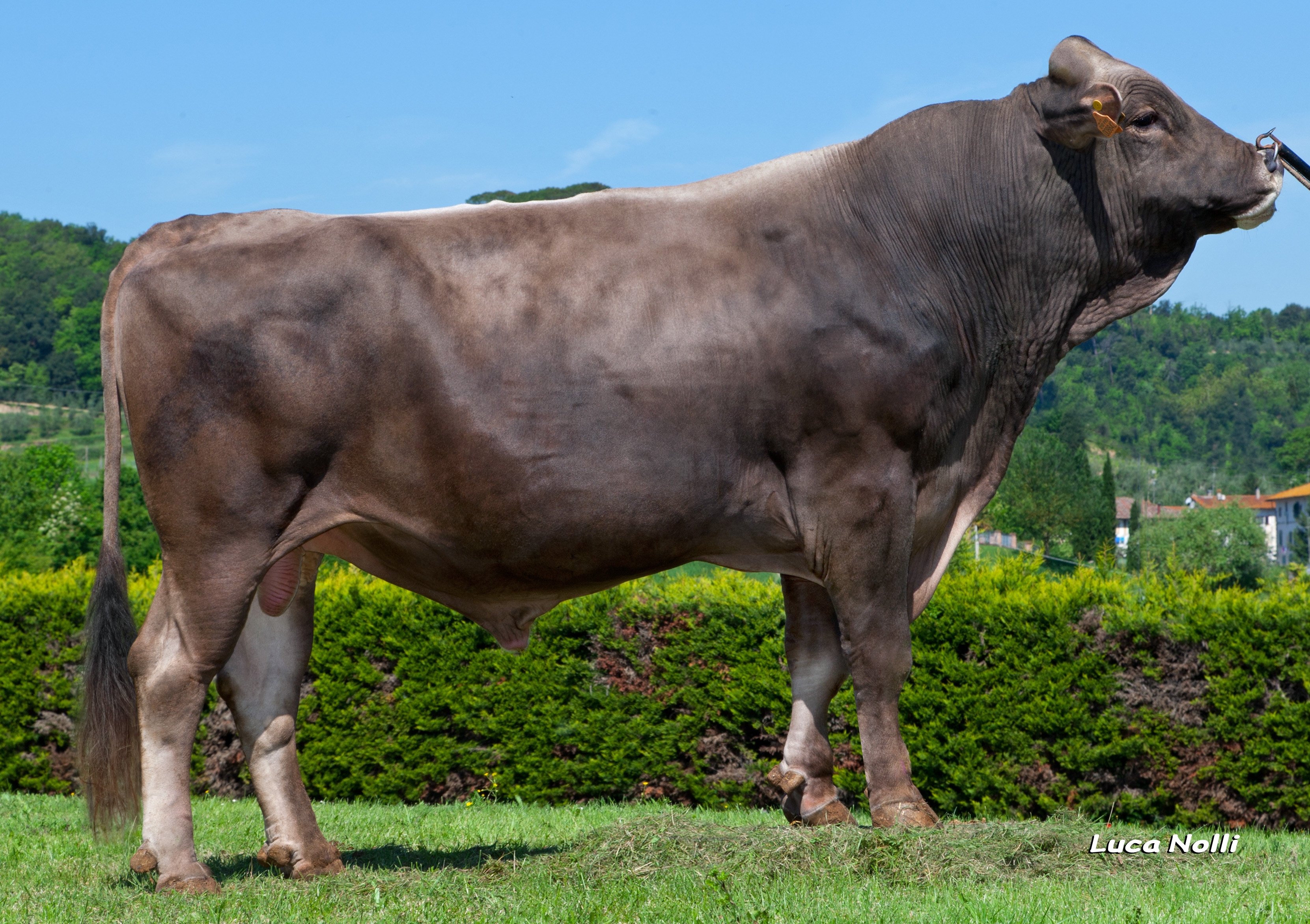 Zephir, il toro di Rossiglione più fecondo del mondo: 104 figlie