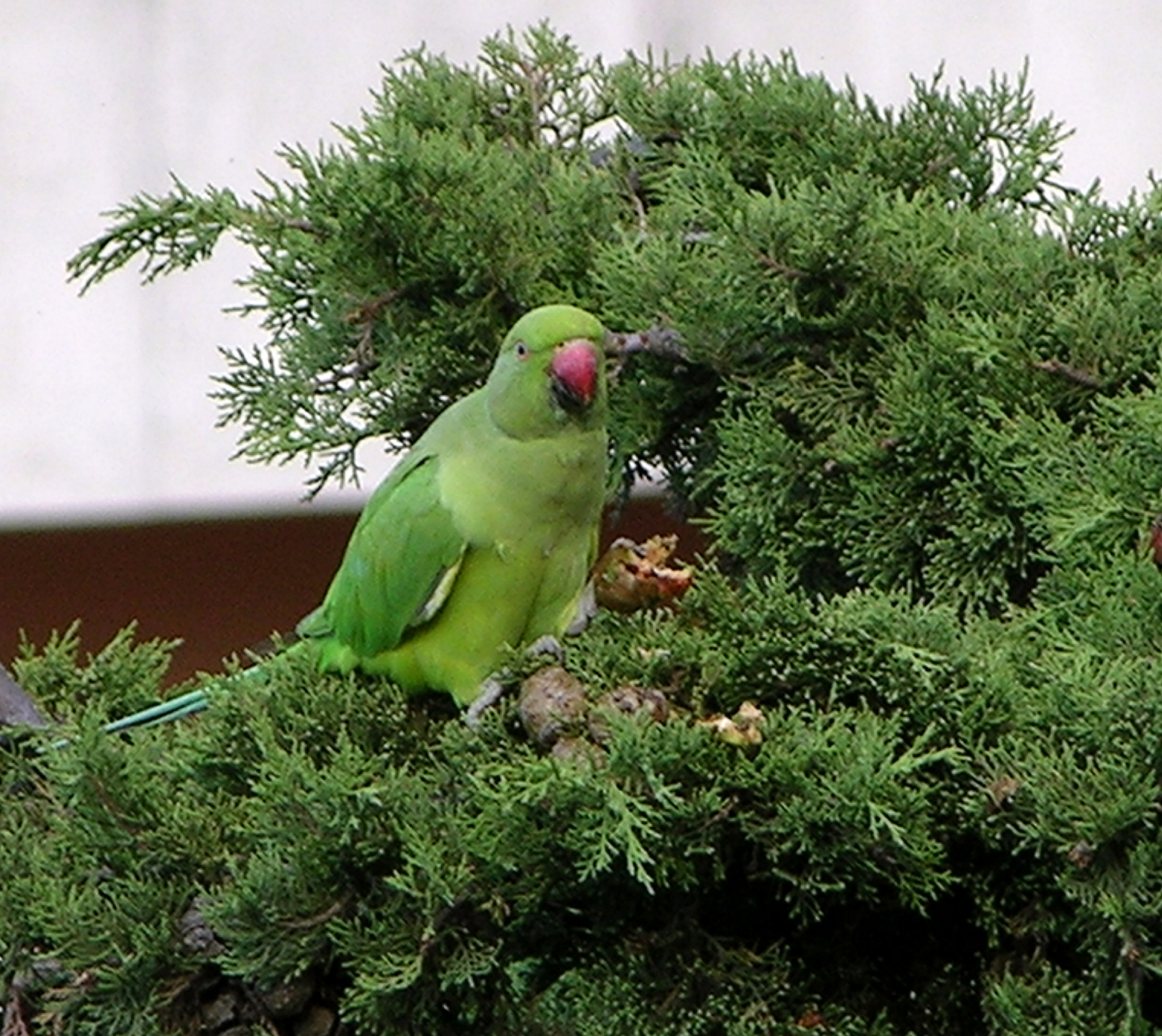 Pappagallo mette in fuga ladri da un negozio di animali