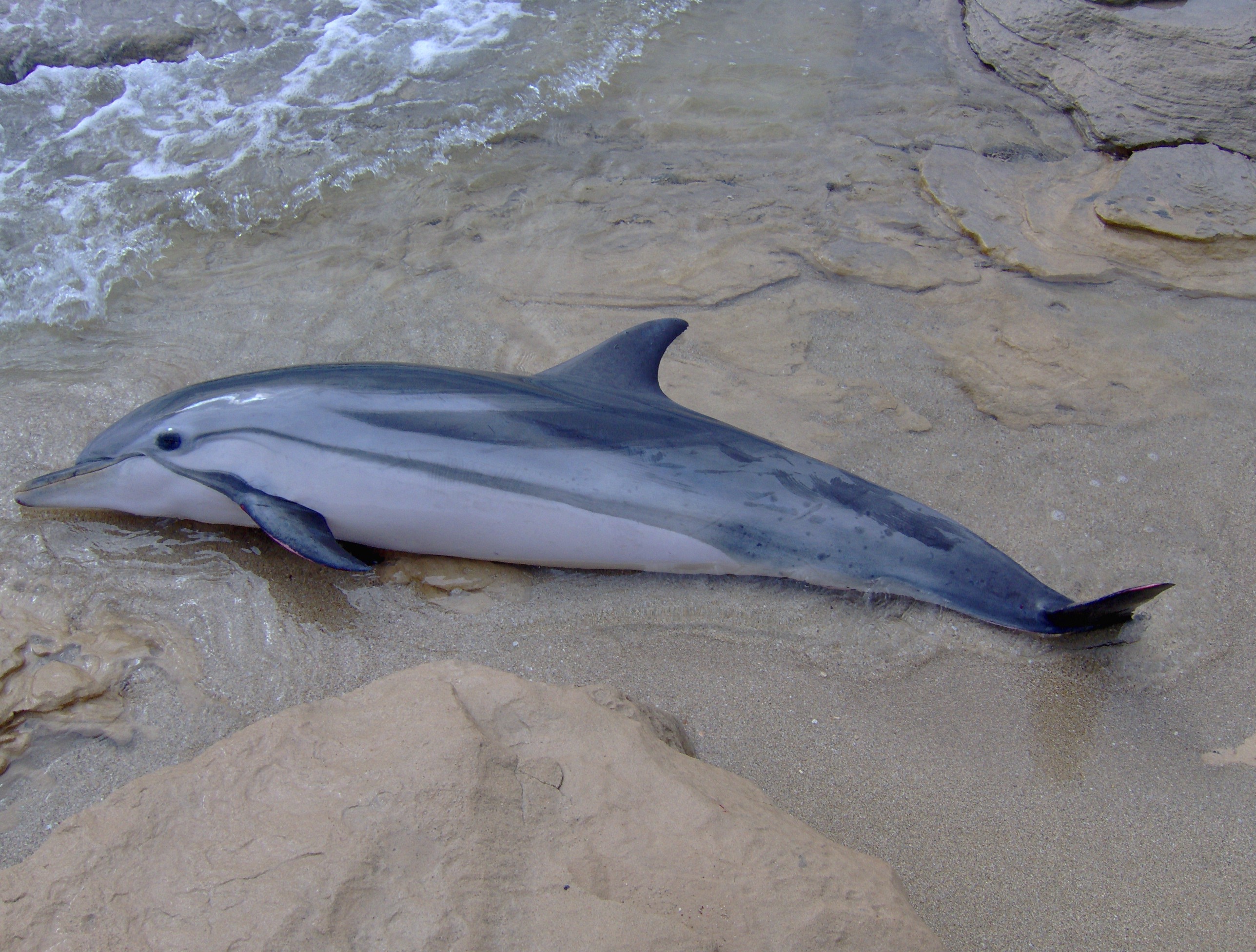 Carcassa di delfino trovata sul bagnasciuga di Loano