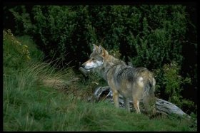 Branco di lupi in azione, allarme in Val Bormida