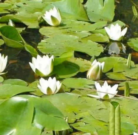 Una mostra sul giardino botanico di Pratorondanino