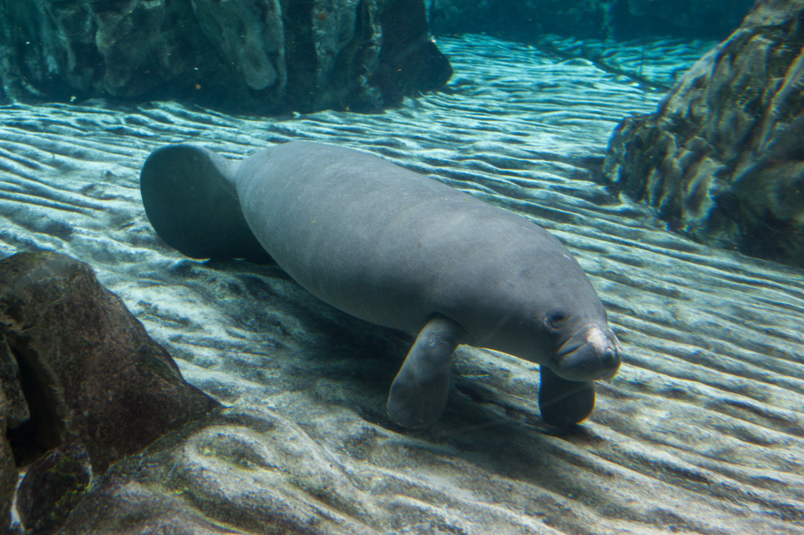 All' Acquario di Genova è arrivato 