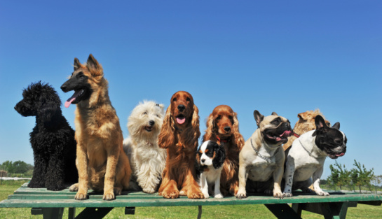 L'abbandono dei cani colpisce ancora, panico sulla A26